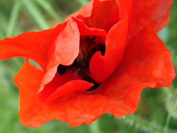 Poppy_from_cs_favourite_place